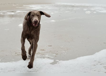 Weimaraner-Mix Welpen aus liebevoller Verpaarung – 12 kleine Wunder suchen ihr Zuhause