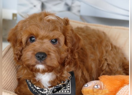 Wunderschöne Cavapoo Welpen F1 (Toypudel/Zwergpudel + Cavalier King Charles Spaniel) mit Ahnentafel
