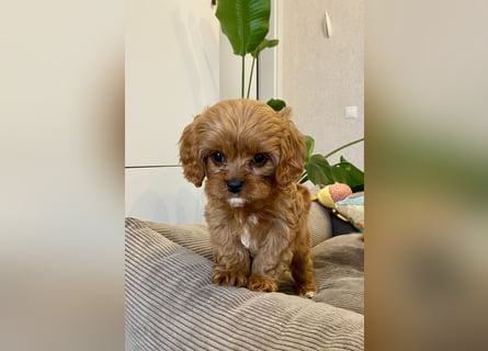 Cavapoo, Pudel, Cavalier King Charles Spaniel