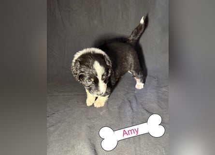 8 Australian Sheperd Welpen