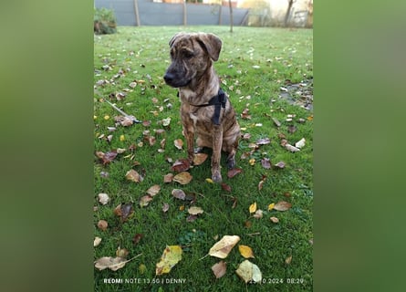 2 hübsche Labrador/Australian Shepherd- Harzer Fuchs Mix Welpen