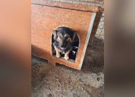 Buddy, 1 Jahr, kleiner Abenteurer sucht großes Herz