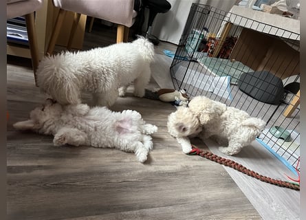 Bichon Frisé