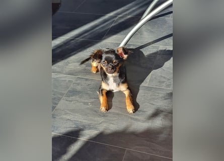 Super hübsche Black&tan langhaar Chihuahua Hündin aus bester Aufzucht