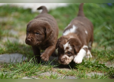 Aussiedor Aussiedorwelpe Welpe Australien Shepherd x Labrador