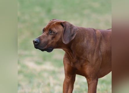 Rodesian Ridgeback Welpen im Kennel "Free Spirit"