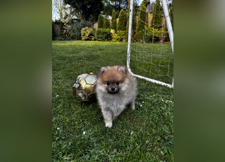 Zwergspitz  Pomeranian