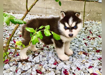 FCI Pedigree Blue Eyed Black & White Siberian Husky Champion Puppy