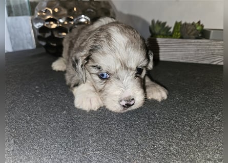 Aussiedoodle welpen