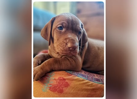 Magyar Vizsla Welpen suchen ab Mitte März ein neues liebevolles Zuhause
