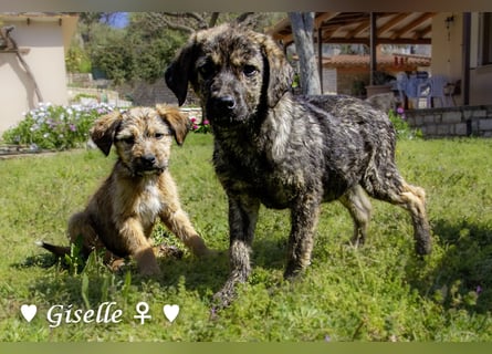 Gigi und Giselle suchen ein Zuhause