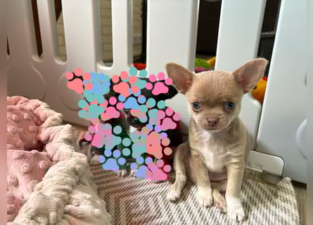Reinrassige Chihuahua Welpen Kurzhaar