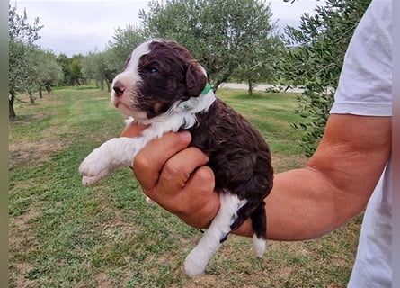 Lagotto Romagnolo