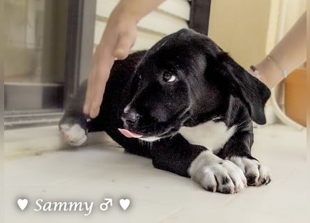 Kokonimix Tammy und Sammy suchen ein Zuhause