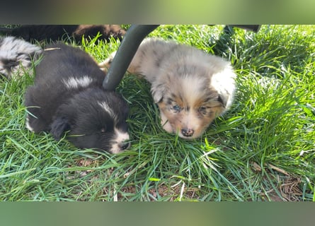 Australian Shepherd Welpen