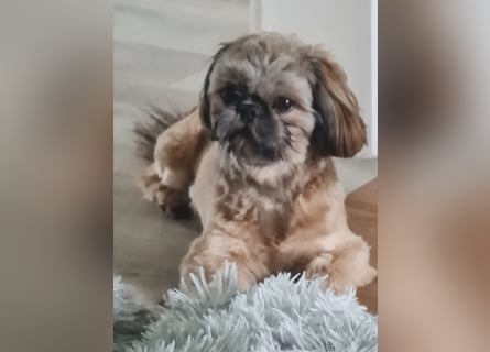 Unsere reinrassige Shih Tzu Hündin Sky sucht ab mitte Mai noch ihr neues Zuhause