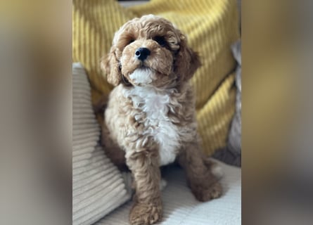 Bereits super erzogene Labradoodle Welpen -abgabebereit-