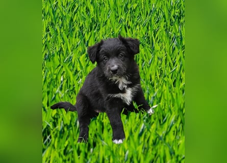 Australian Shepherd Welpen