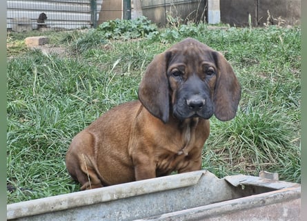 Hannoversche Schweißhundwelpen