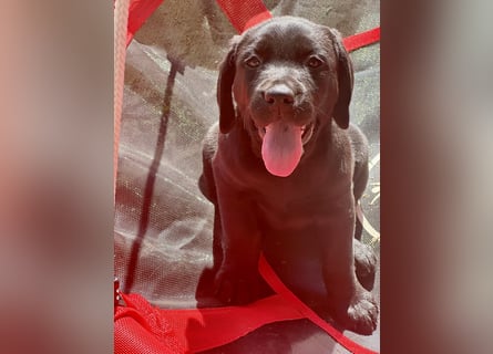 Nur 2 Labrador Weibchen mit Ahnenpass 2 Rüden & 6 Weibchen in Schwarz