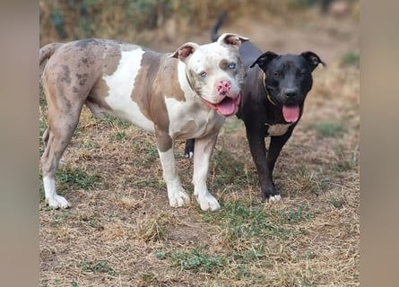 Kingzbullys Classic Edition/American Bully Classic