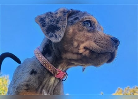 Louisiana Leopard - Catahoula