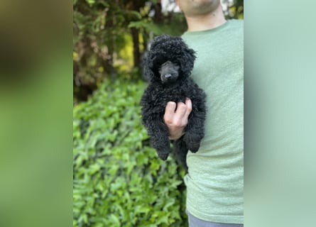 Toypudelwelpen aus Championverpaarung suchen neues Zuhause