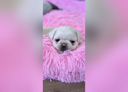 Mops Welpen ( noch 2 Rüde)