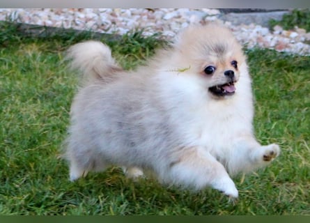 Zwergspitz Pomeranian Welpen Bärchengesichter mit Ahnentafel