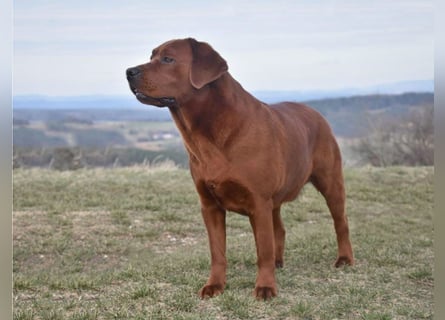 Typvolle Labrador Welpen in Foxred/Dark Foxred aus einer Top Verpaarung