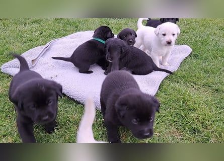 Labrador-Mix Welpen