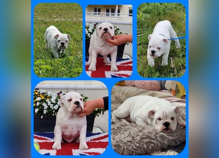 Englische Bulldoggen welpen Top Pedigree FCI
