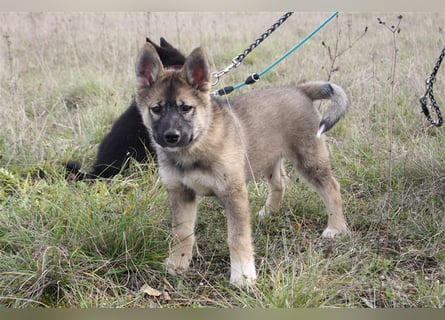 Eurasier - A. Malamute Hybrid-Welpe: Hündin, Name: Ajuma