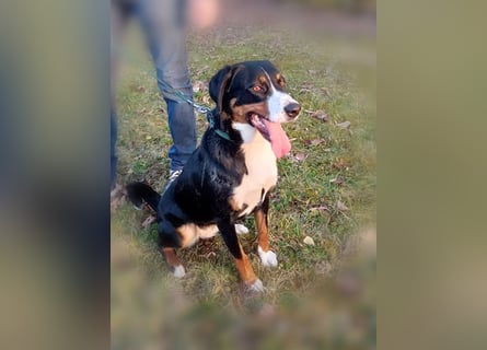 Appenzeller Sennenhund reisrassig