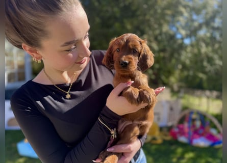 Irish Setter Welpen mit Papieren