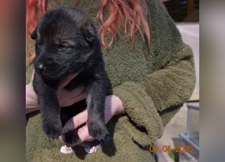 Dunkelgraue Schäferhunde aus Kör-u.Leistungzucht