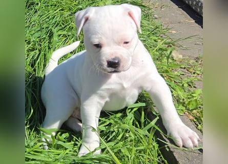 American Bulldog Welpen aus Hybrid/Standard Verpaarung ab Mitte Juni abzugeben, www.cocodin-bulls.de