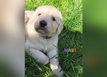 Goldendoodle & Labradoodle Labrador+Golden+Retriever+Pudel Welpen