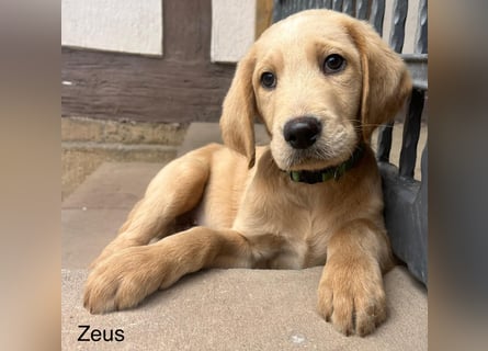 Labradoodle F1 apricot