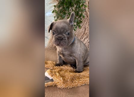 Französische Bulldogge Welpen