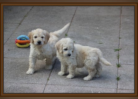 GOLDENDOODLE Traum ! Bezaubernde Welpen aus langjähriger+überprüfter Familienaufzucht.