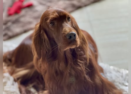 Irish Setter Welpen mit Papieren