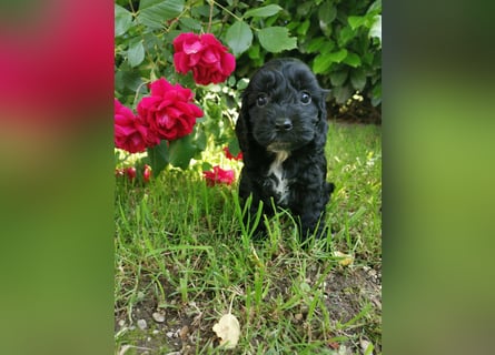 Schwarze Cockerdoodle Perlen