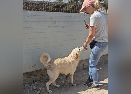 Casey: Sehnsucht nach Streichelhänden