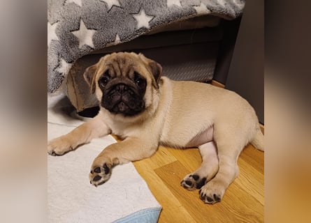 Mops welpen ab sofort Abgabe bereit.