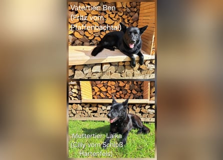 DSH Deutscher Schäferhund - Welpen lackschwarz