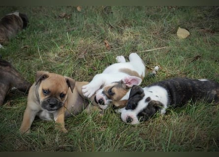 Wurfankündigung Continental Bulldogs vom Zwieseltal