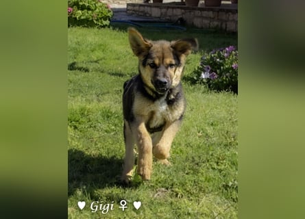 Gigi und Giselle suchen ein Zuhause
