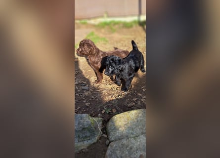 11 putzmuntere Aussiedoodles