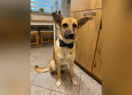 Mica, 3 Jahre, sucht ein neues Zuhause